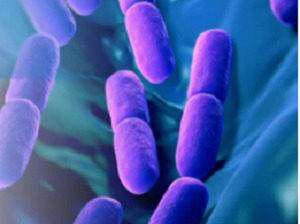 Inmunidad y envejecimiento digestivo: el papel de los probióticos