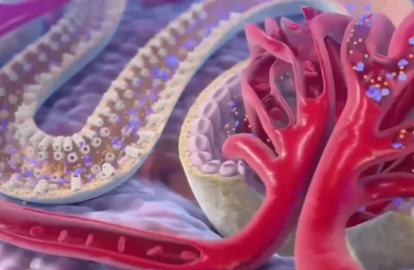 Mecanismo de acción de Invokana®